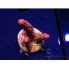 WYSIWYG - Acropora PC Rainbow