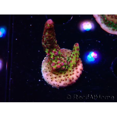 WYSIWYG - Acropora PC Rainbow