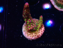 WYSIWYG - Acropora PC Rainbow 5I9