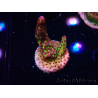 WYSIWYG - Acropora PC Rainbow