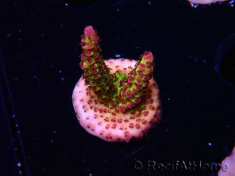 WYSIWYG - Acropora PC Rainbow