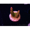WYSIWYG - Acropora PC Rainbow 5I10