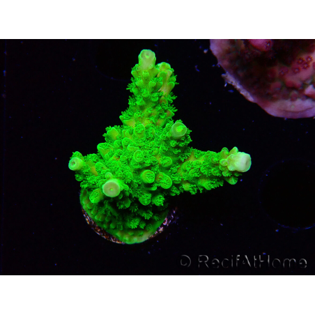 WYSIWYG Acropora yongei Geen Slimer