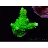 WYSIWYG Acropora yongei Geen Slimer