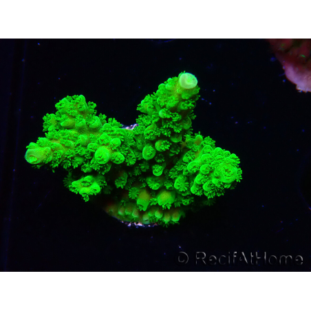 WYSIWYG Acropora yongei Geen Slimer