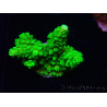 WYSIWYG Acropora yongei Geen Slimer 5J8