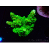 WYSIWYG Acropora yongei Geen Slimer 5J9