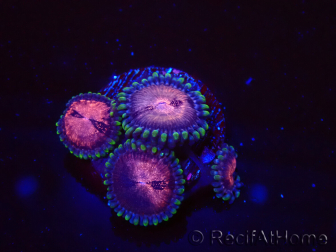 WYSIWYG - Zoanthus Space Monster 2I9