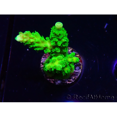 WYSIWYG Acropora yongei Geen Slimer