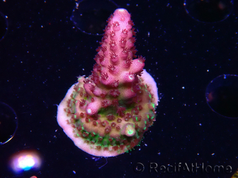 WYSIWYG RAH Acropora Rainbow Mango 5K1