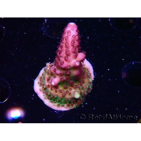 WYSIWYG RAH Acropora Rainbow Mango 5K1