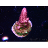 WYSIWYG RAH Acropora Rainbow Mango