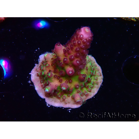 WYSIWYG RAH Acropora Rainbow Mango