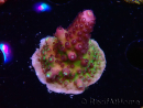WYSIWYG RAH Acropora Rainbow Mango