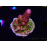 WYSIWYG RAH Acropora Rainbow Mango