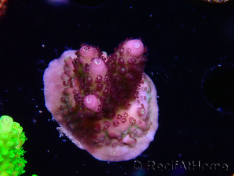 WYSIWYG RAH Acropora Rainbow Mango