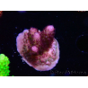 WYSIWYG RAH Acropora Rainbow Mango