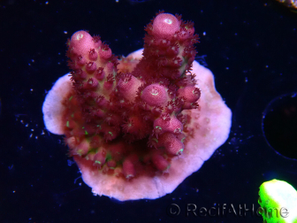 WYSIWYG RAH Acropora Rainbow Mango