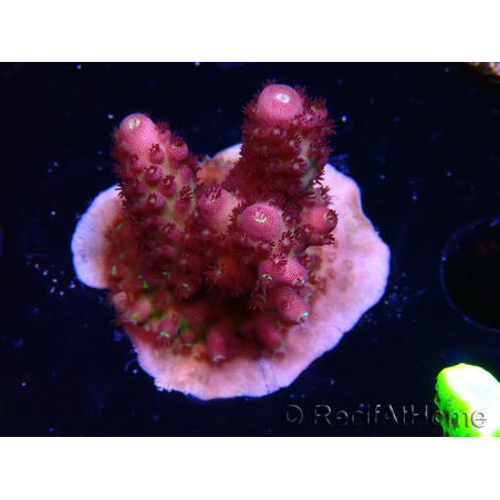 WYSIWYG RAH Acropora Rainbow Mango