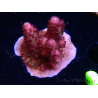 WYSIWYG RAH Acropora Rainbow Mango