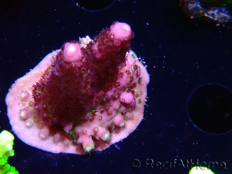 WYSIWYG RAH Acropora Rainbow Mango