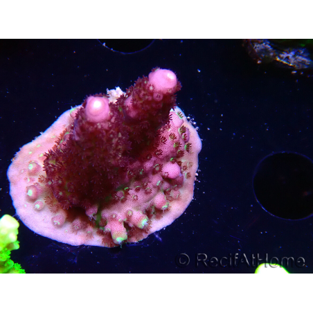 WYSIWYG RAH Acropora Rainbow Mango