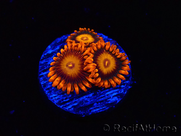 WYSIWYG - Zoanthus Orange Oxyde