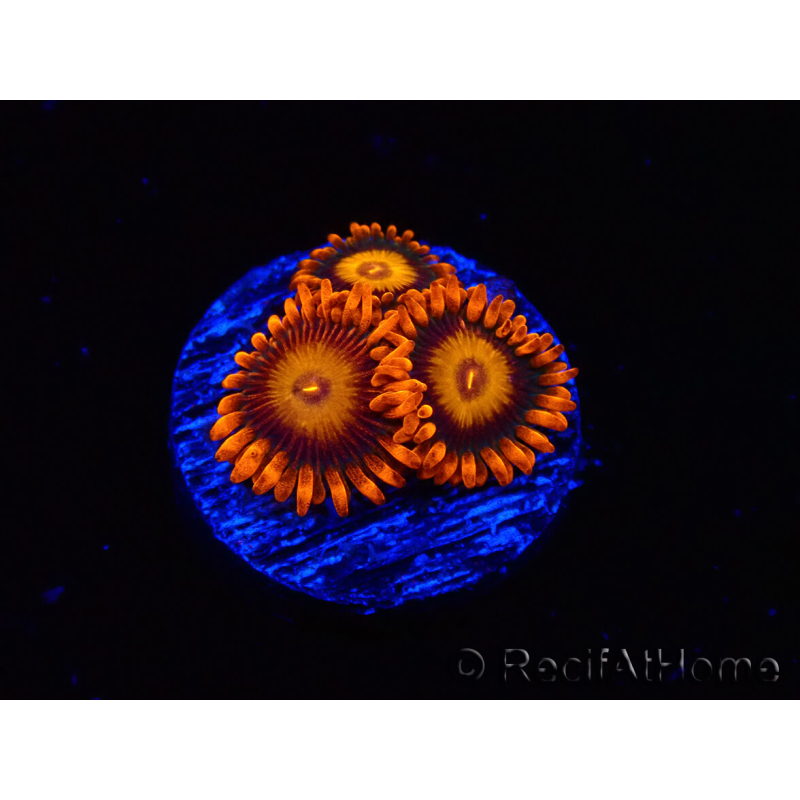 WYSIWYG - Zoanthus Orange Oxyde