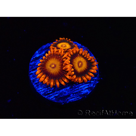 WYSIWYG - Zoanthus Orange Oxyde