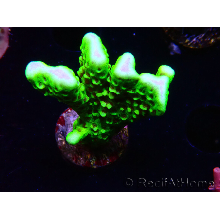 WYSIWYG - CB Incredible Hulk Montipora