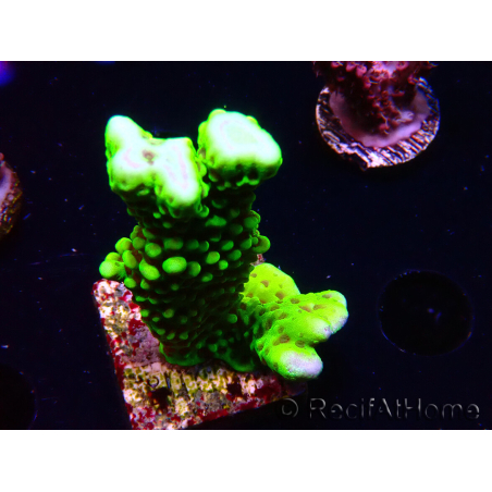 WYSIWYG - CB Incredible Hulk Montipora