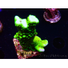 WYSIWYG - CB Incredible Hulk Montipora