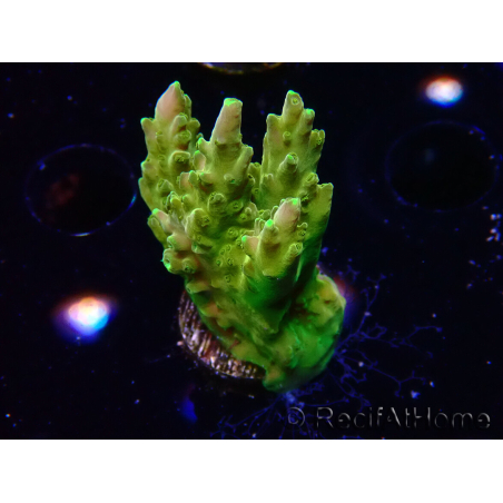 WYSIWYG RAH Acropora Gold Finger