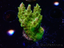WYSIWYG RAH Acropora Gold Finger