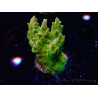 WYSIWYG RAH Acropora Gold Finger