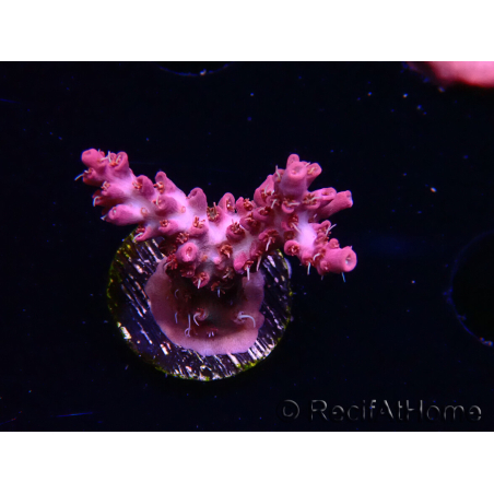 WYSIWYG RAH Acropora Flamingo Fury 5N7