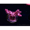 WYSIWYG RAH Acropora Flamingo Fury 5N7