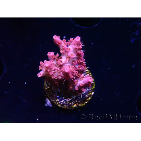 WYSIWYG RAH Acropora Flamingo Fury 5N8