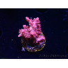 WYSIWYG RAH Acropora Flamingo Fury 5N8
