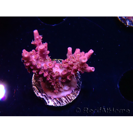 WYSIWYG RAH Acropora Flamingo Fury 5N9