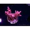WYSIWYG RAH Acropora Flamingo Fury