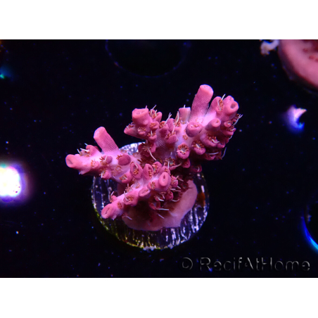 WYSIWYG RAH Acropora Flamingo Fury 5N10