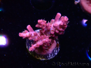 WYSIWYG RAH Acropora Flamingo Fury 5N10