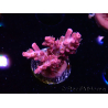 WYSIWYG RAH Acropora Flamingo Fury