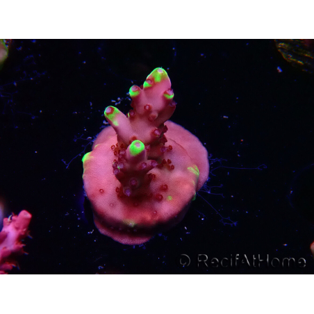 WYSIWYG JF Acropora Fox Flame