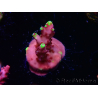 WYSIWYG JF Acropora Fox Flame