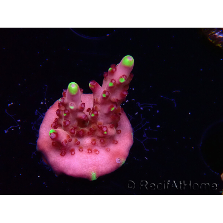 WYSIWYG JF Acropora Fox Flame