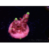 WYSIWYG JF Acropora Fox Flame