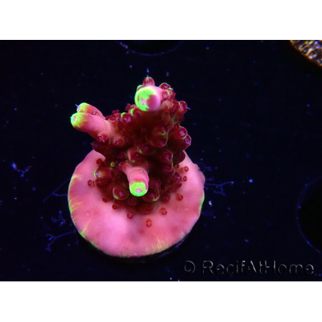 WYSIWYG JF Acropora Fox Flame