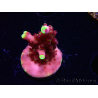 WYSIWYG JF Acropora Fox Flame